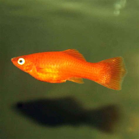 red velvet swordtail xiphophorus helleri