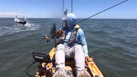 video shows massive manta ray jumping   water  texas coast