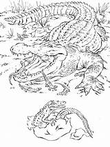 Coloring Pages Realistic Animal Alligator Animals Crocodile Baby African Printable Florida Adults Books Color Sheets Kids Zoo Wild Detailed Print sketch template