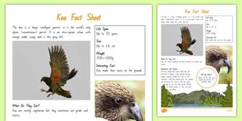 kea bird fact sheet teacher