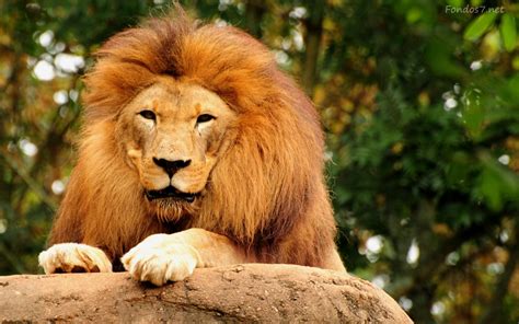 animal wallpaper collection african lion