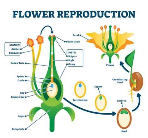 plant reproduction diagram  kids