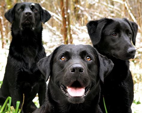 wallpapers black lab dogs wallpapers