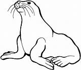 Sea Lion Coloring Pages Animals Large sketch template