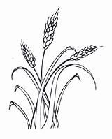 Wheat Line Drawing Drawings Getdrawings sketch template