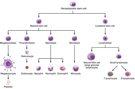 chemical makeup  blood cells makeup vidalondon