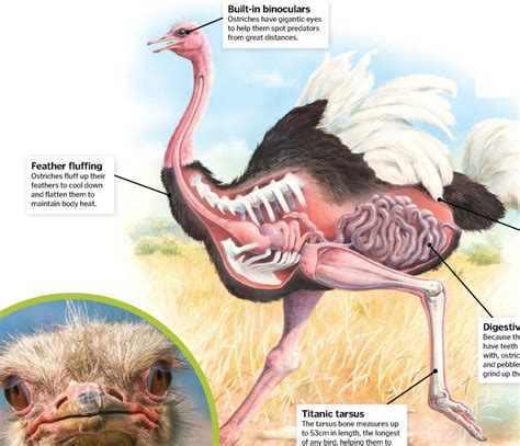 ostrich anatomy