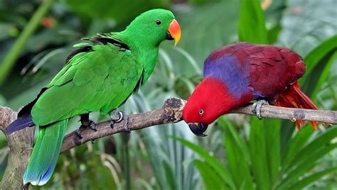 Bird Colours Driven By Predation And Foraging Success More Than Sex