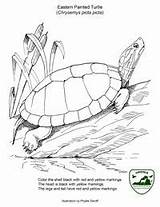 Turtle Turtles Eared Herpetology sketch template
