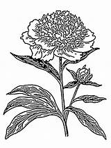 Peony Coloring Pages Flower Printable sketch template