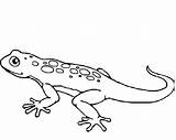 Coloring Lizard Gecko Pages Printable Outline Drawing Frilled Kids Cute Template Print Cartoon Coloring4free Colouring Color Getcolorings Monitor Getdrawings Spiderman sketch template