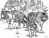Tiger Coloring Color Popular sketch template
