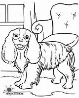 Hund Fargelegging Cocker Spaniel Fargelegg Kleurplaat Labradoodle Tegninger sketch template