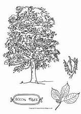 Tree Beech Coloring Colouring Pages Trees Drawing sketch template