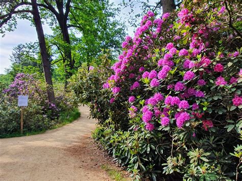 rhododendrenpark kromlau bluetezeit genial