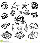 Shells Coloring Shell Sea Pages Drawing Beach Printable Scallop Print Book Seashell Color Kids Mermaid Seashells Draw Line Sheets Getdrawings sketch template