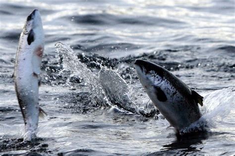 world record salmon shark kenneth higginbotham pictures  told