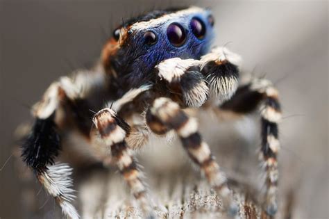 Newly Discovered Species Of Peacock Spider Is A Masked Seducer New