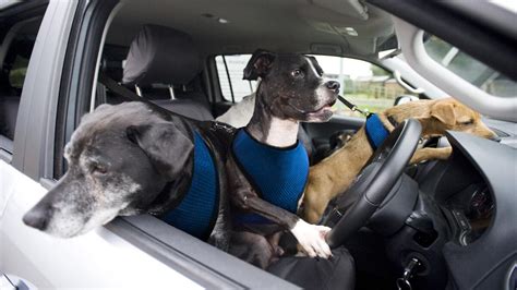 gallery   adorable dogs  cars lighten  mood