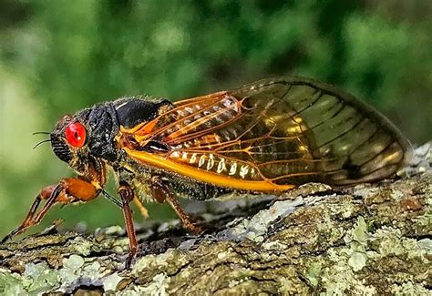brood  cicadas   abundant theyre showing   weather radar cnet