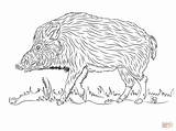 Wild Boar Coloring Pages Drawing Printable Hog Color Walks sketch template