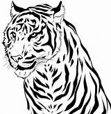 Tigre Colorir Desenhos sketch template