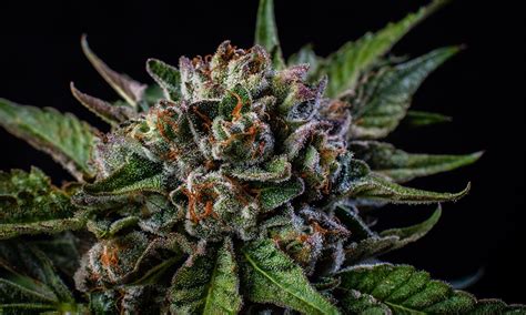 strain review gushers kushism cannabis dispensary