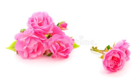 pink roses flowers stock image image of isolated color 138850057