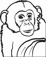 Chimpanzee Coloring Pages Printable Chimp Baby Posters Clip Printablee Kids Via sketch template