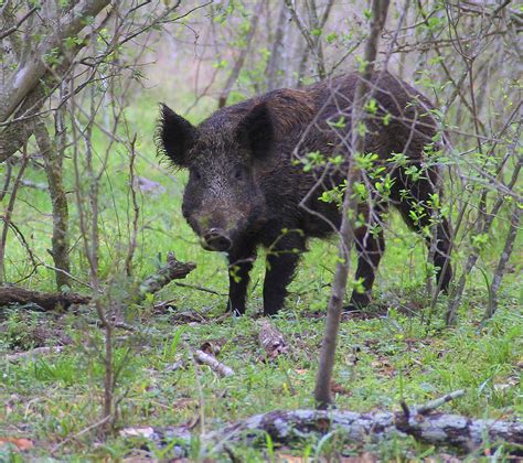 feral hogs  familiar texas pest  roaming north houston chronicle