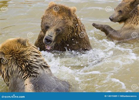 bears fighting stock image image  teeth beauty large