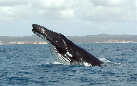 filehumpback whale fgjpg