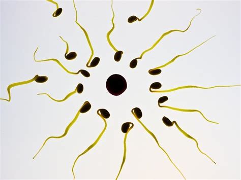 free photo sperm egg fertilization sex cell free