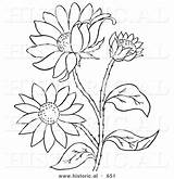 Susan Eyed Coloring Flowers Historical Vector Outlined Version Illustration Al Picsburg Drawings Blackeyed 34kb 620px sketch template