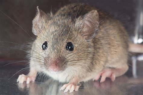 mus musculus common house mouse   guy   flickr