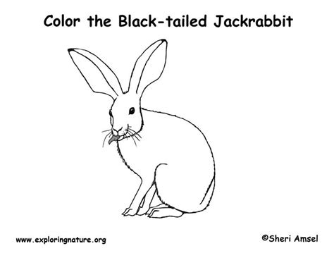 jackrabbit coloring page exploring nature educational resource