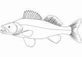 Walleye Coloring Fish Pages Printable sketch template