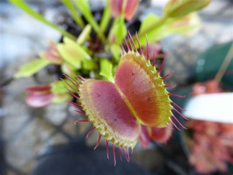 Carnivorous Plants Eating Their Way Into Our Hearts Winnipeg Free