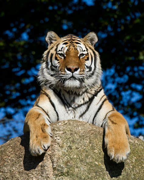 orange tiger images  pinterest big cats wild animals