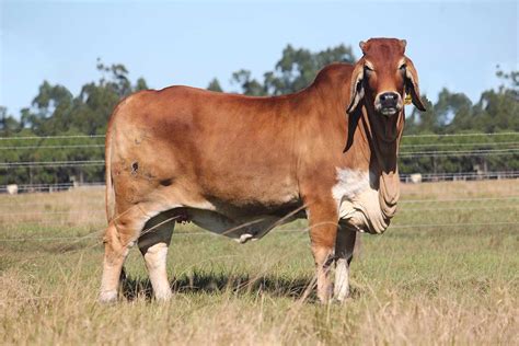 brahman cattle  sale   increased demand  florida     export