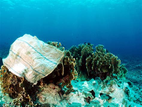 bedrohtes unterwasserparadies plastikmuell im korallend