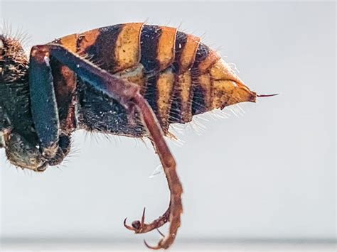 photos reveal the asian giant murder hornet spotted in the us