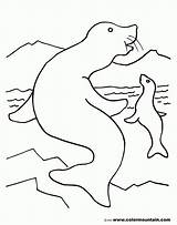 Seal Coloring Baby Pages Harp Elephant Color Getcolorings Popular Activity Swimming sketch template