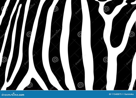 zebra stripes stock vector illustration  texture africa