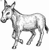 Ane Coloriage Donkey Colorier Bangsaku Bahasaku Glokal sketch template