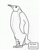 Emperor Penguin Drawing Penguins Getdrawings sketch template