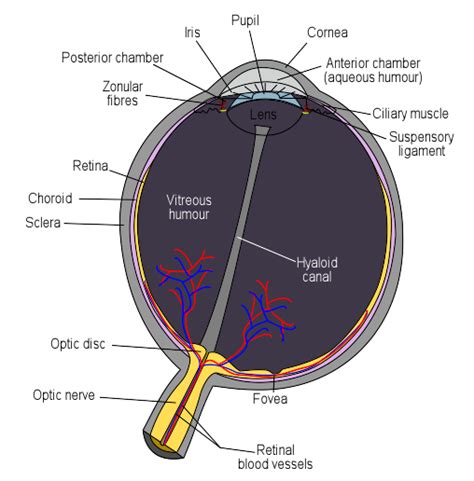 file schematic diagram of the human eye en svg psychology wiki