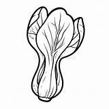 Lettuce sketch template