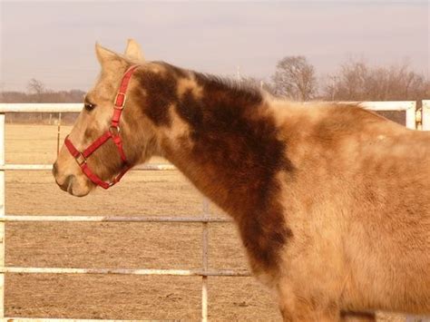 horse unusual markings google search paarden
