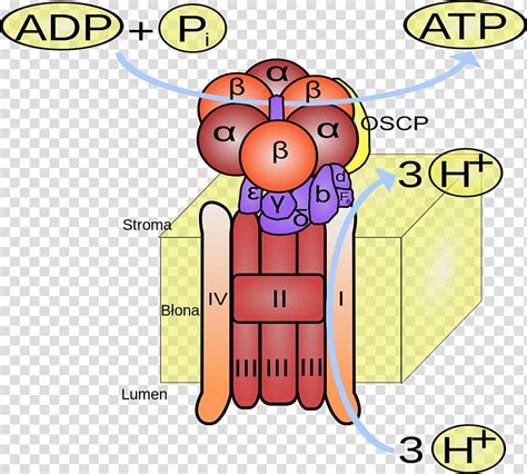 atp synthase adenosine triphosphate adpatp translocase phosphorylation atp transparent